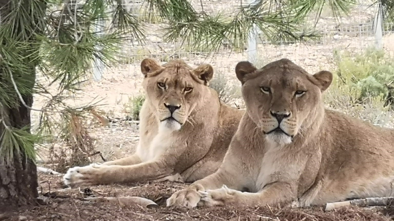 Lions at Isle of Wight's Wildheart Animal Sanctuary