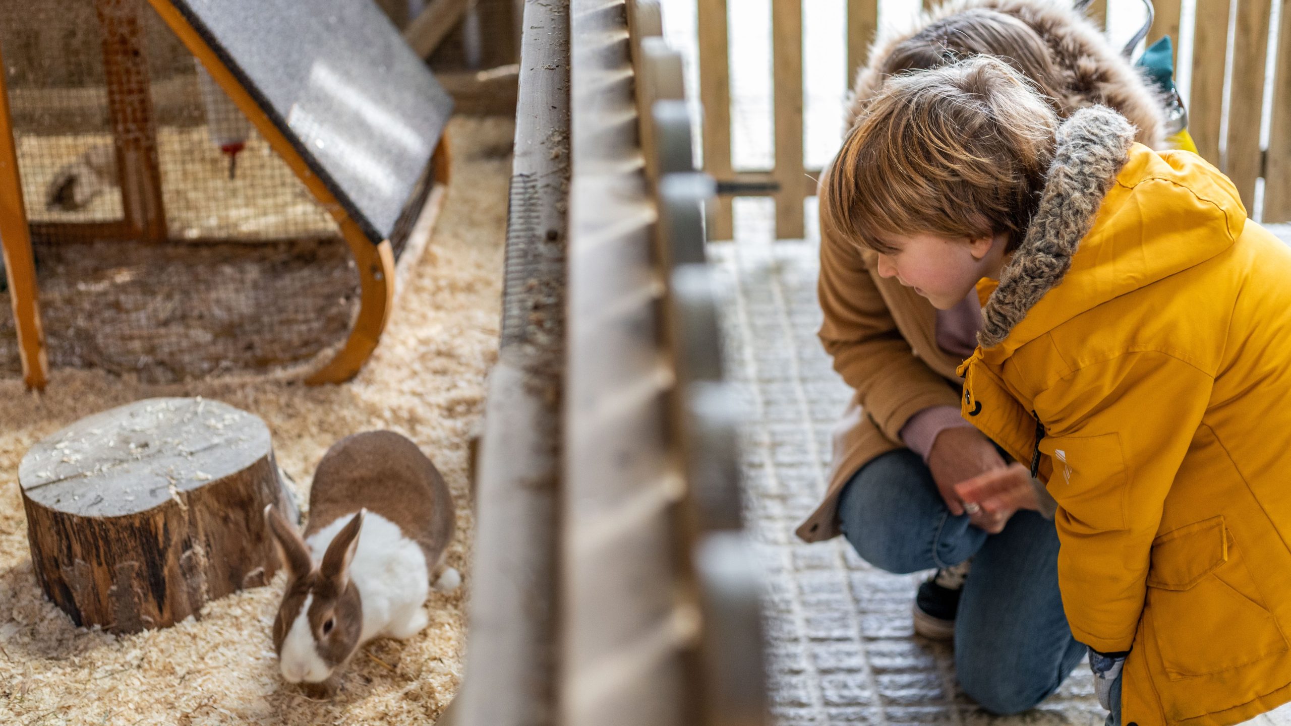 A child and adult kneel beside an animal enclosure at Tapnell Farm Park, watching a rabbit among wood shavings.