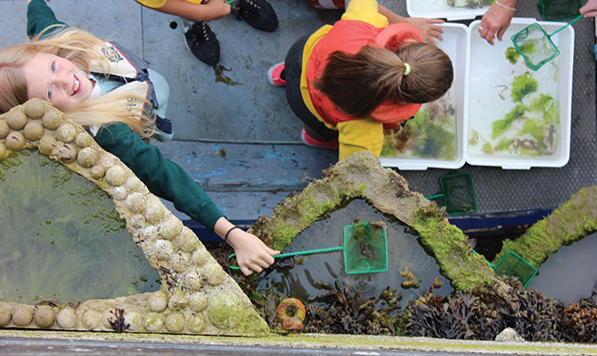 School children looking at artificial rockpools at Wightlink's Fishbourne port on Isle of Wight