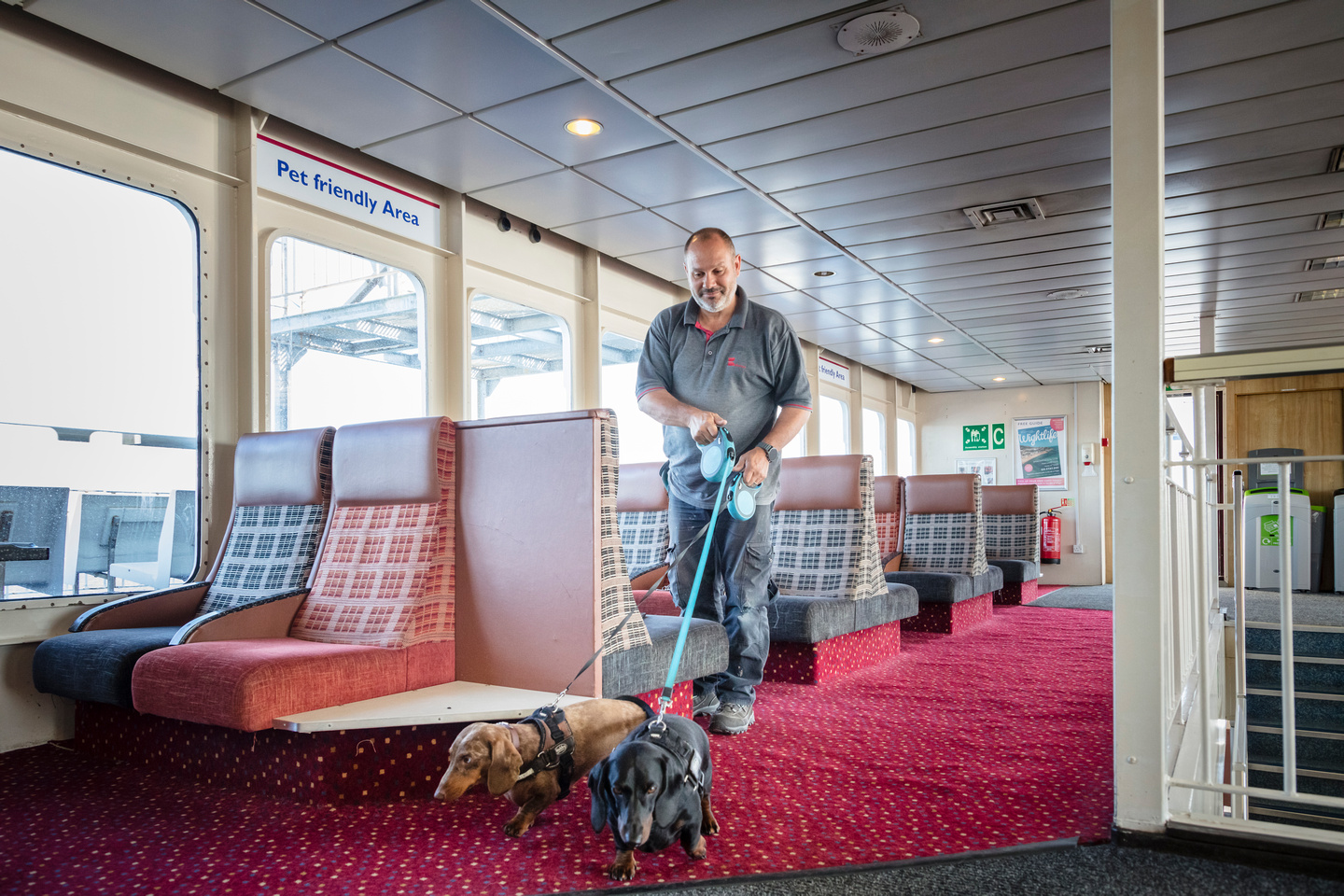 irish ferries travel with dog