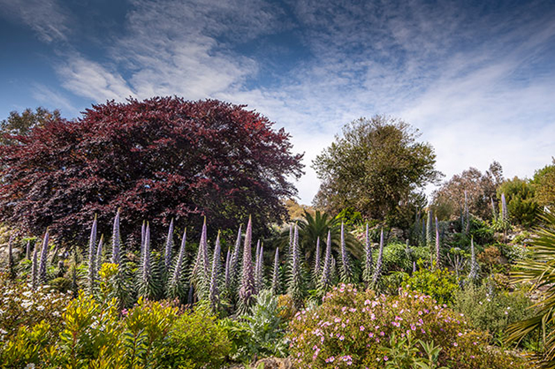 Trees and plants against a blue sky at Ventnor Botanic Garden, Isle of Wight