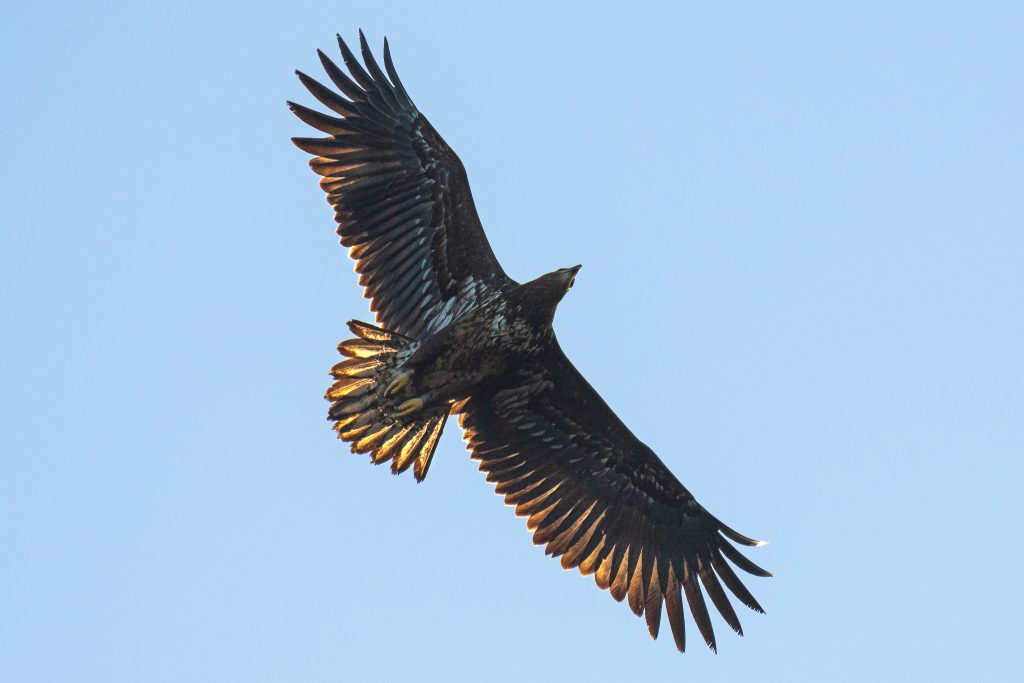 White tailed eagle, which has been reintroduced to the Isle of Wight