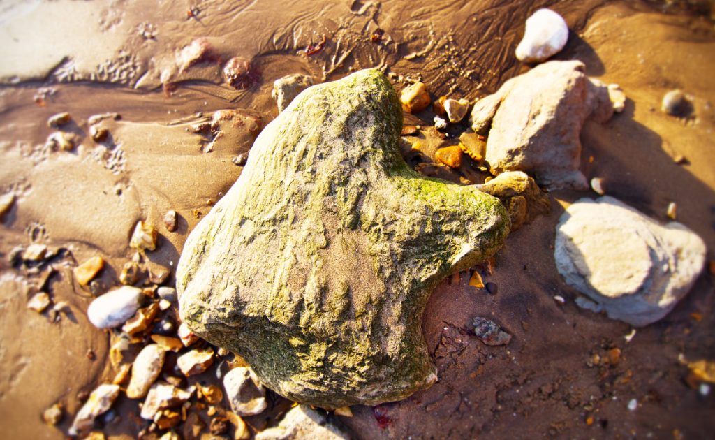 Real dinosaur footprint on Compton Beach, Isle of Wight