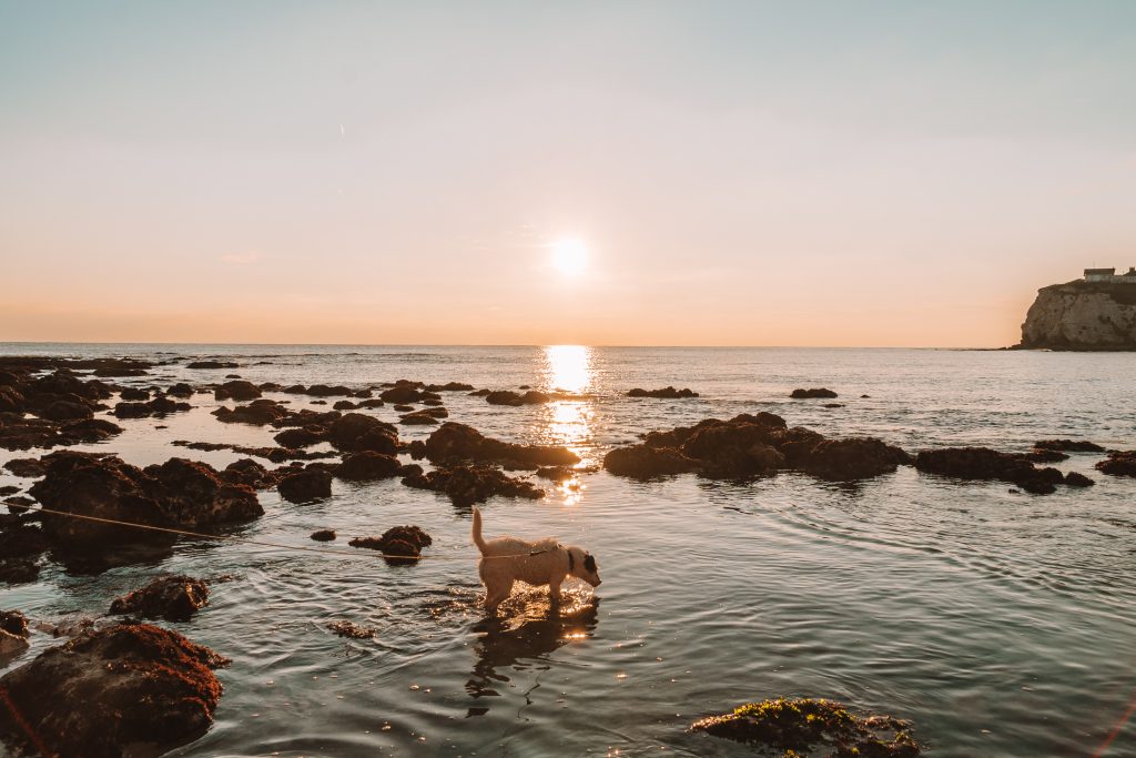 A dog in the water on the beach on the Isle of Wight with sunset