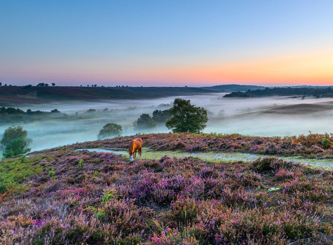 A misty New Forest landscape with pony - thanks to Go New Forest