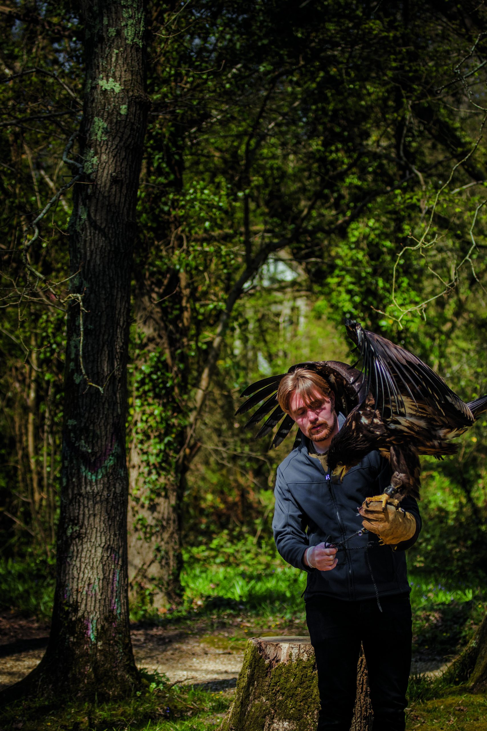 Falconer CharlieRolle holding Chief, a white-tailed eagle on the Isle of Wight