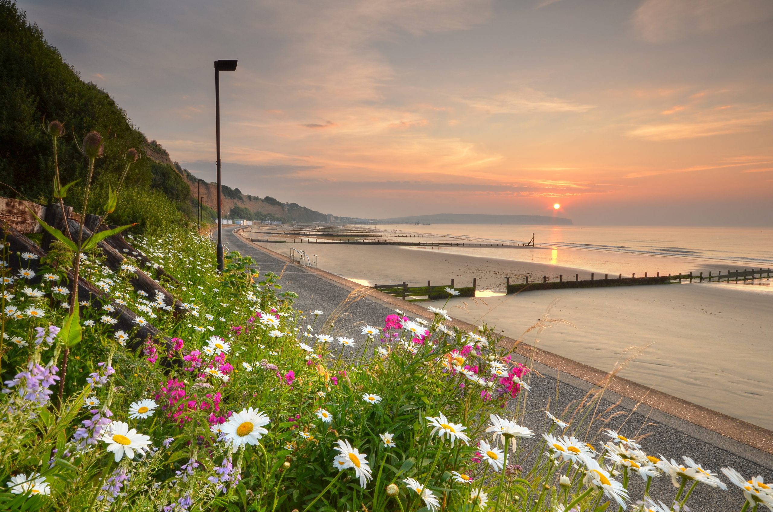 Spring flowers on a hillside with a beach and sunset in the background, on the Isle of Wight