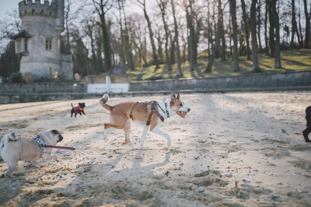 A brown and white dog carrying a ball on Appley Beach Isle of Wight