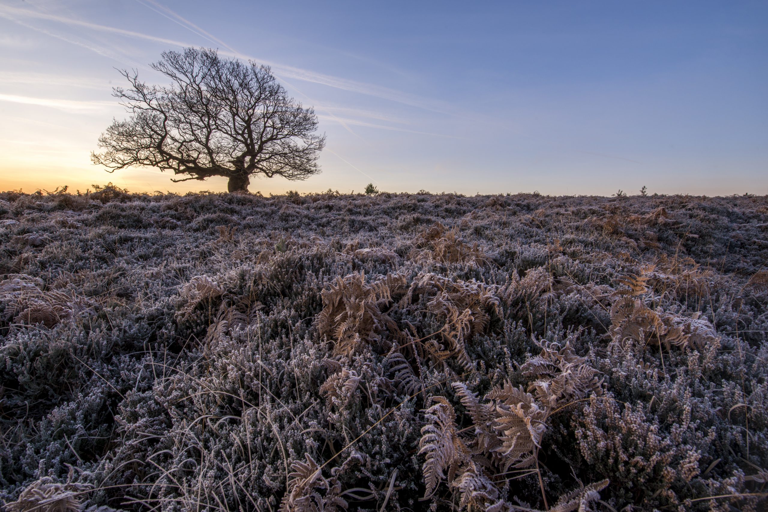 A winter scene in The New Forest showing ferns, trees and sky