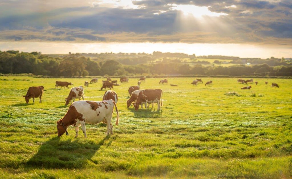 Cows grazing in a field on the Isle of Wight with the sun peeking through the clouds