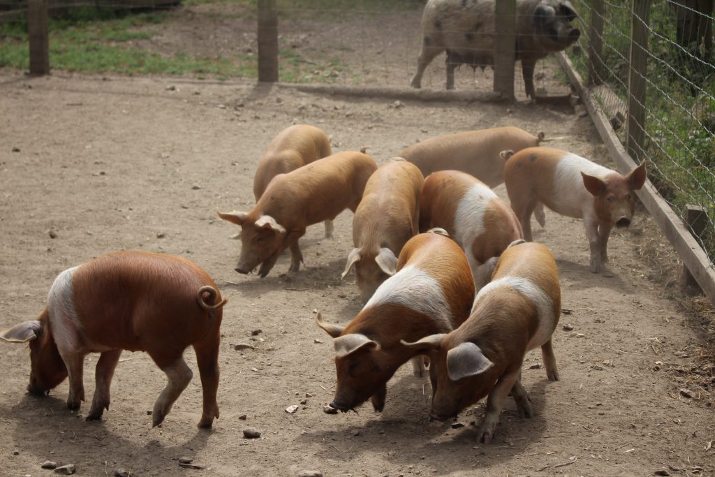 Resident pigs at Quarr Abbey, Isle of Wight