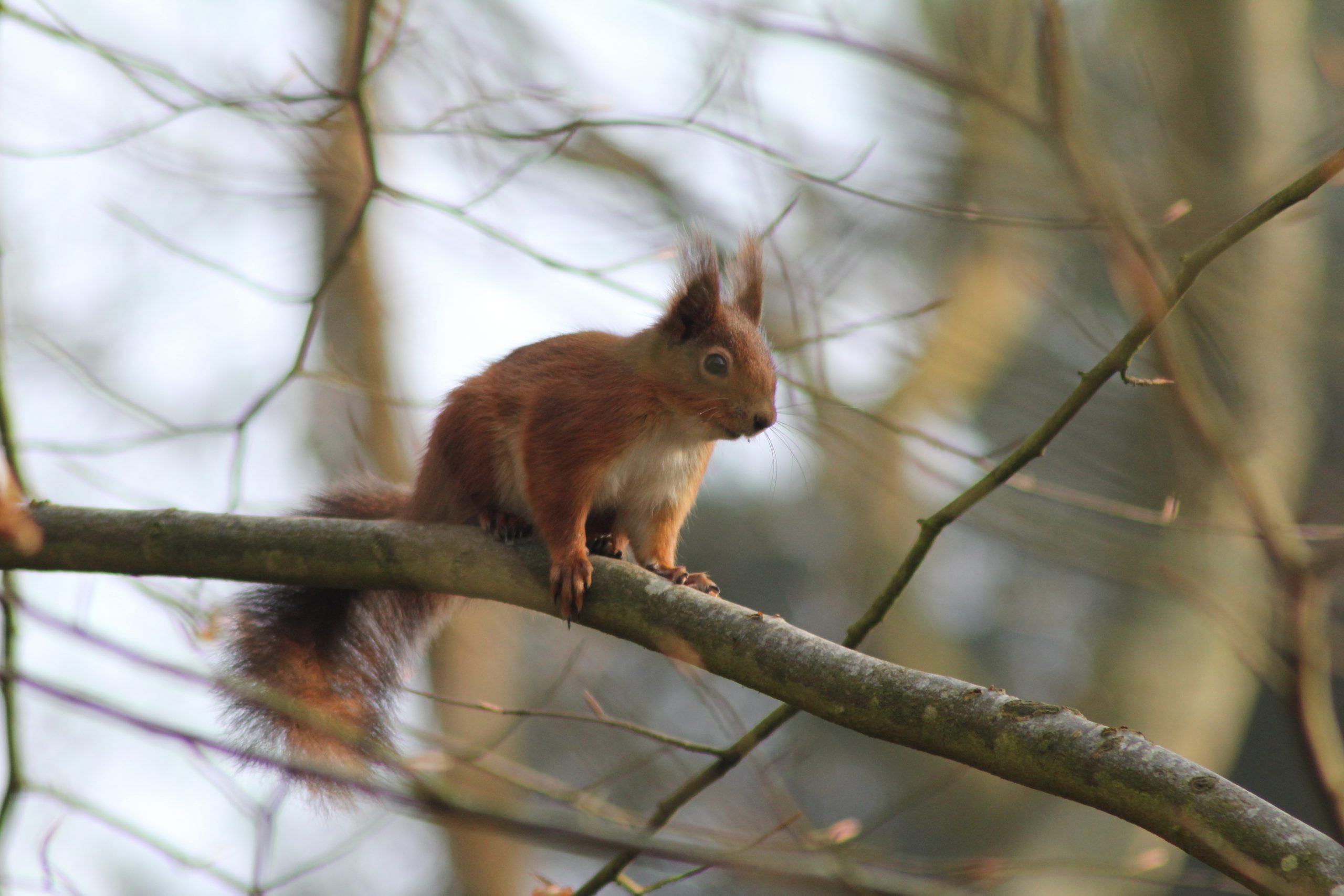 A red squirrel sitting on a branch on the Isle of Wight