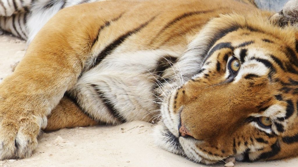 A tiger lying down looking at the camera at the Wildheart Animal Sanctuary on the Isle of Wight