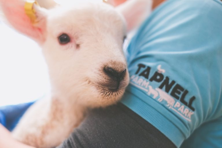 A lamb being held by a staff member of Tapnell Farm Park, Isle of Wight