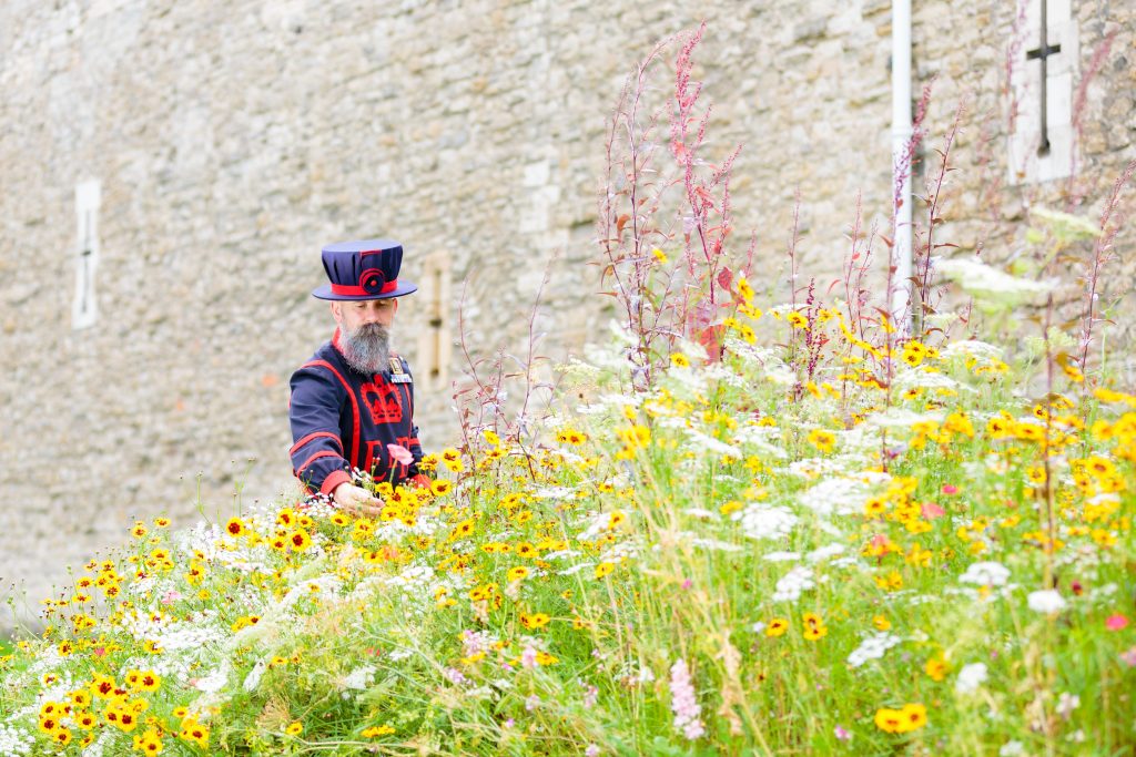 Superbloom at the Tower of London (Photograph: Richard Lea-Hair)