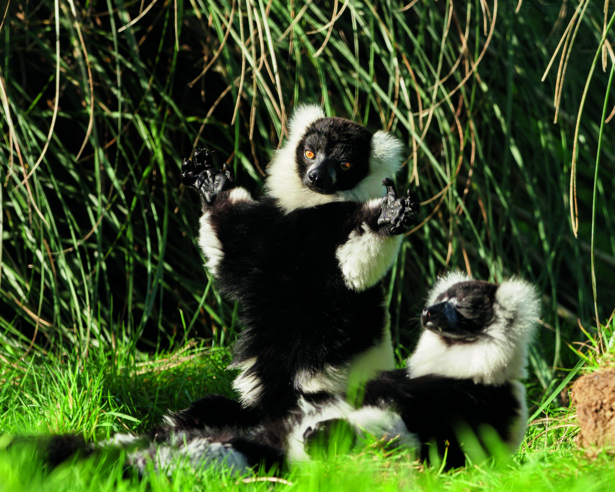 Black & white ruffled lemurs at Wildheart Animal Sanctuary (photo thanks to Chris Boyce & The Wildheart Trust)