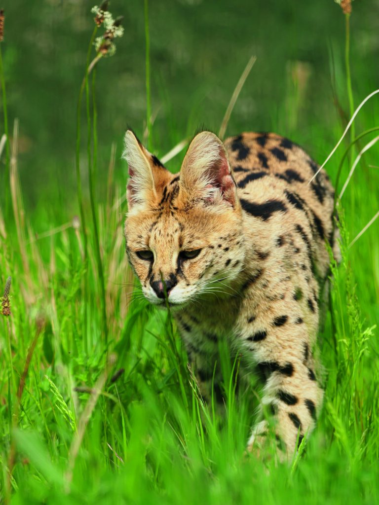 Serval in the grass at the Wildheart Animal Sanctuary (image thanks to Chris Boyce & The Wildheart Trust)