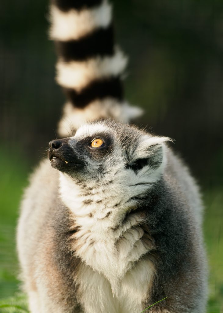 A lemur at the Wildheart Animal Sanctuary (image thanks to Chris Boyce & The Wildheart Trust)