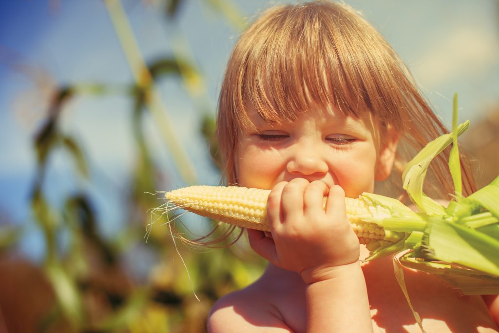 A young child eating sweetcorn from the fields in the sunshine