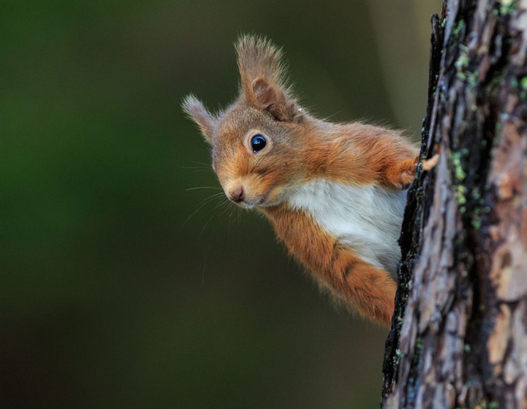 A red squirrel pokes its head around a tree