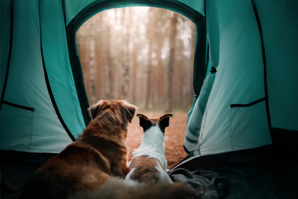 Two dogs inside a tent looking out to a forest