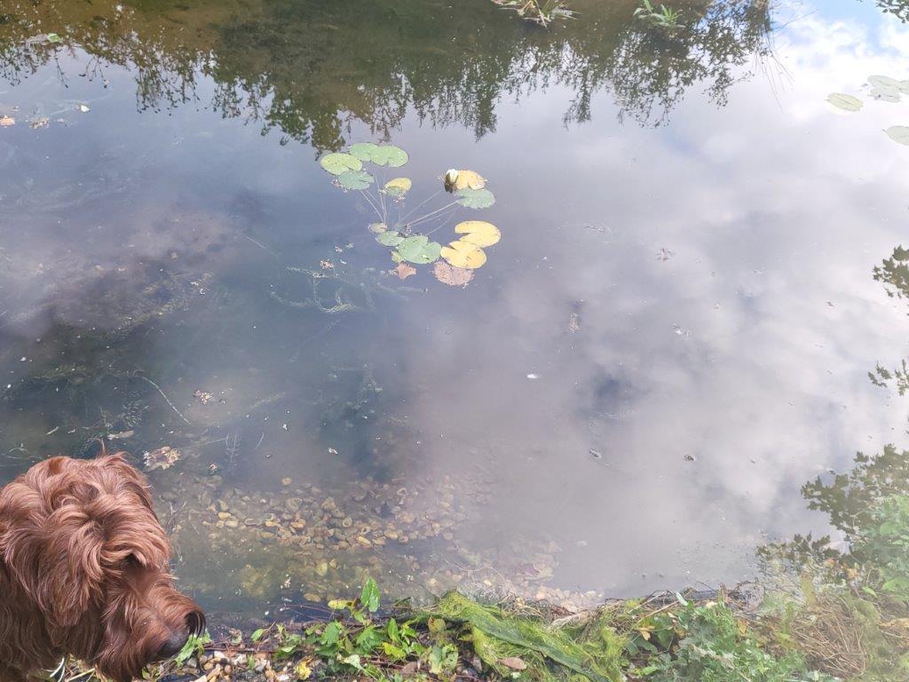 St Thomas Canterbury School Isle of Wight - pond