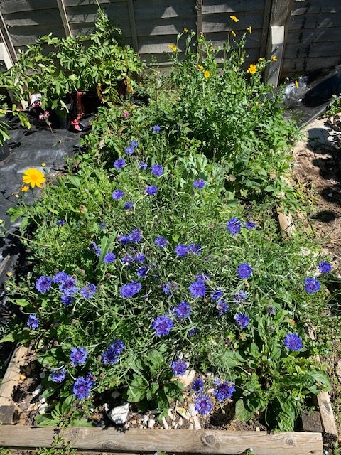 Raised flower beds in bloom with purple flowers at Brighstone School