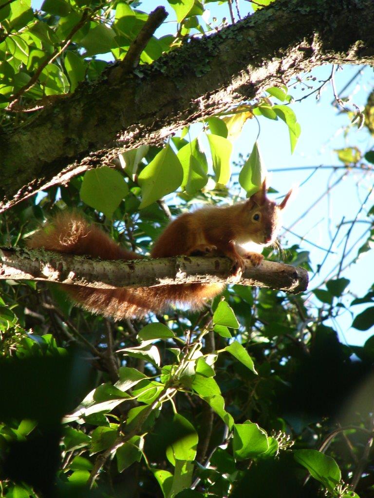 Red squirrel in sunshine on the Isle of Wight © Chris Archbold
