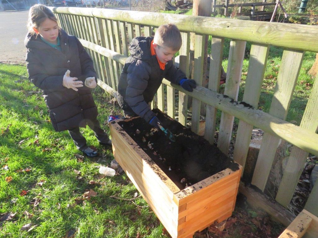 Two pupils planting bulbs in planter boxes in winter, Isle of Wight primary school Summerfields