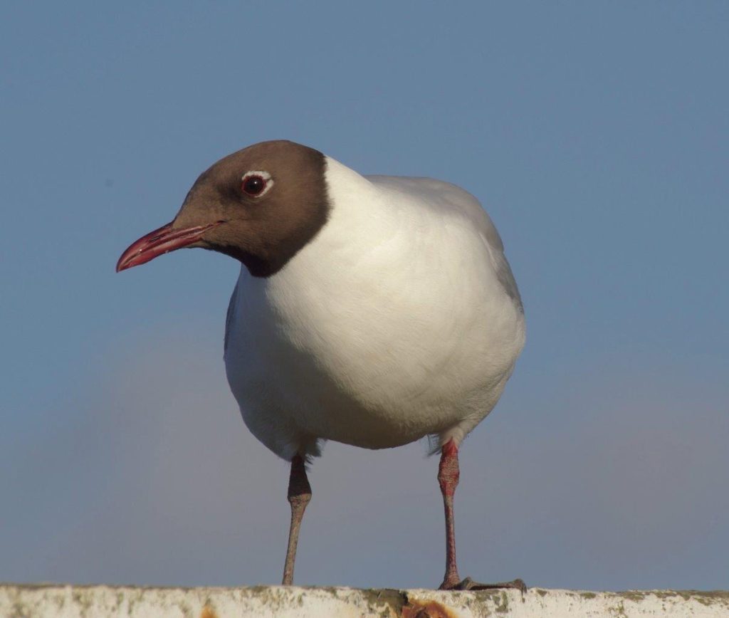 Black headed gull on the Isle of Wight