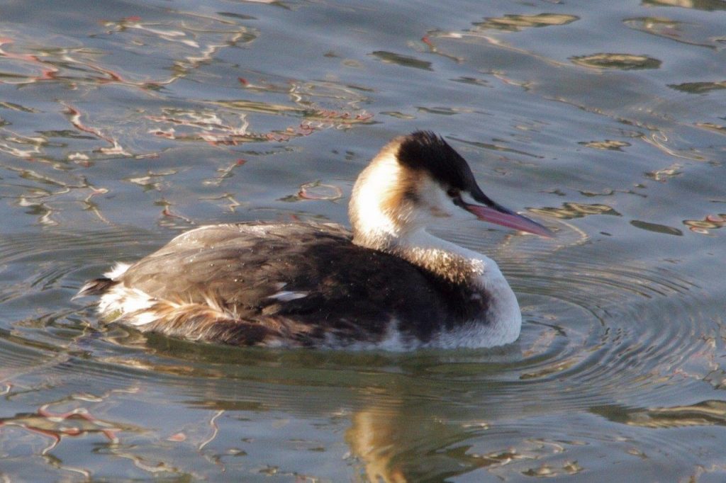 Great Crested Grebe bird on the water in winter