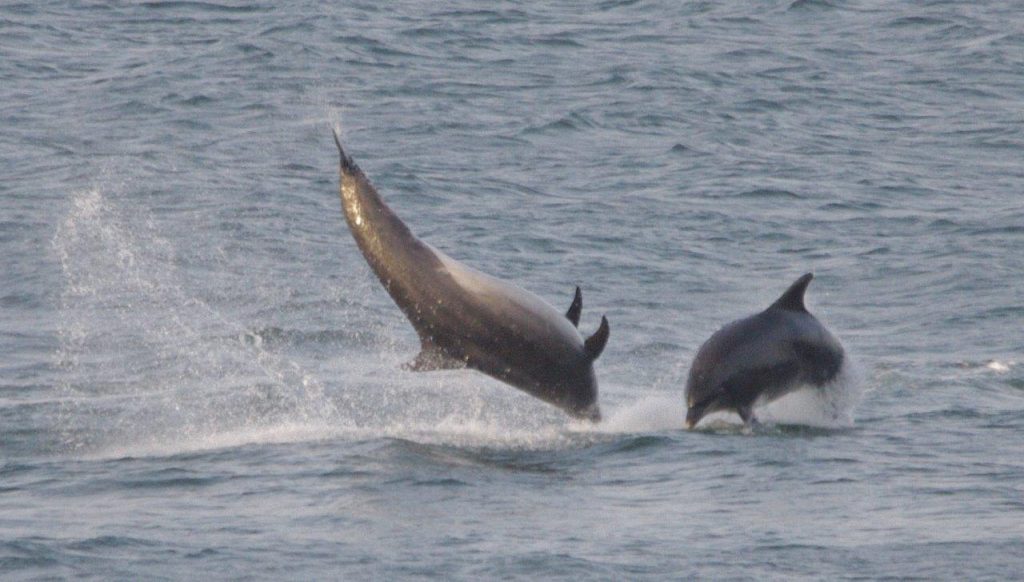 Bottlenosed Dolphins leaping out of the water