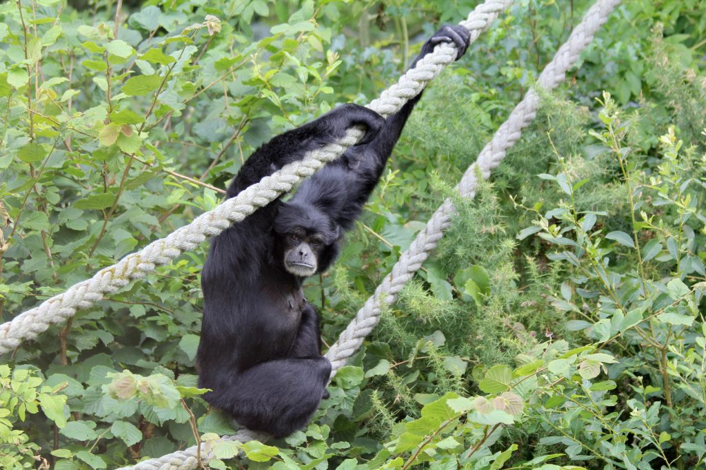 Sasak - siamang gibbon-copyright Monkey World