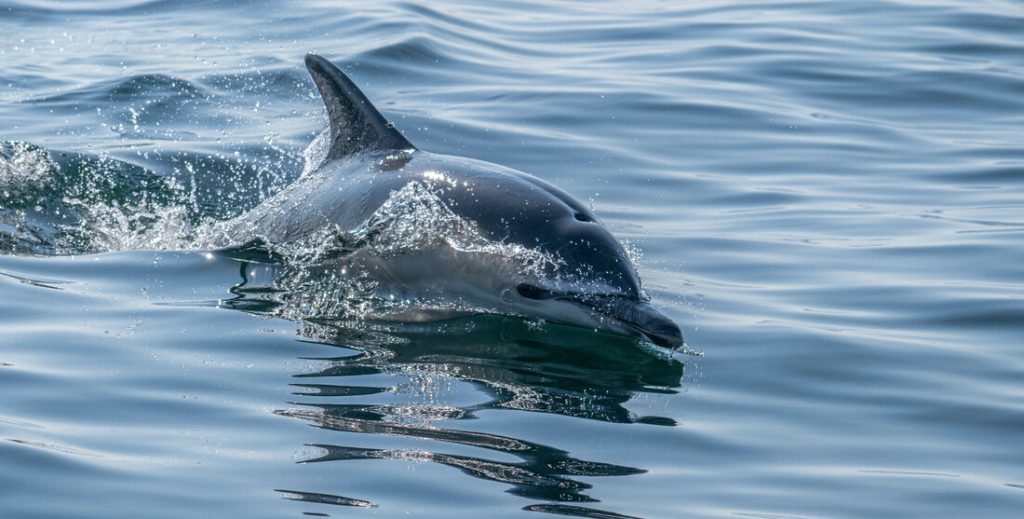 Common Dolphin in the Solent (c) Theo Vickers