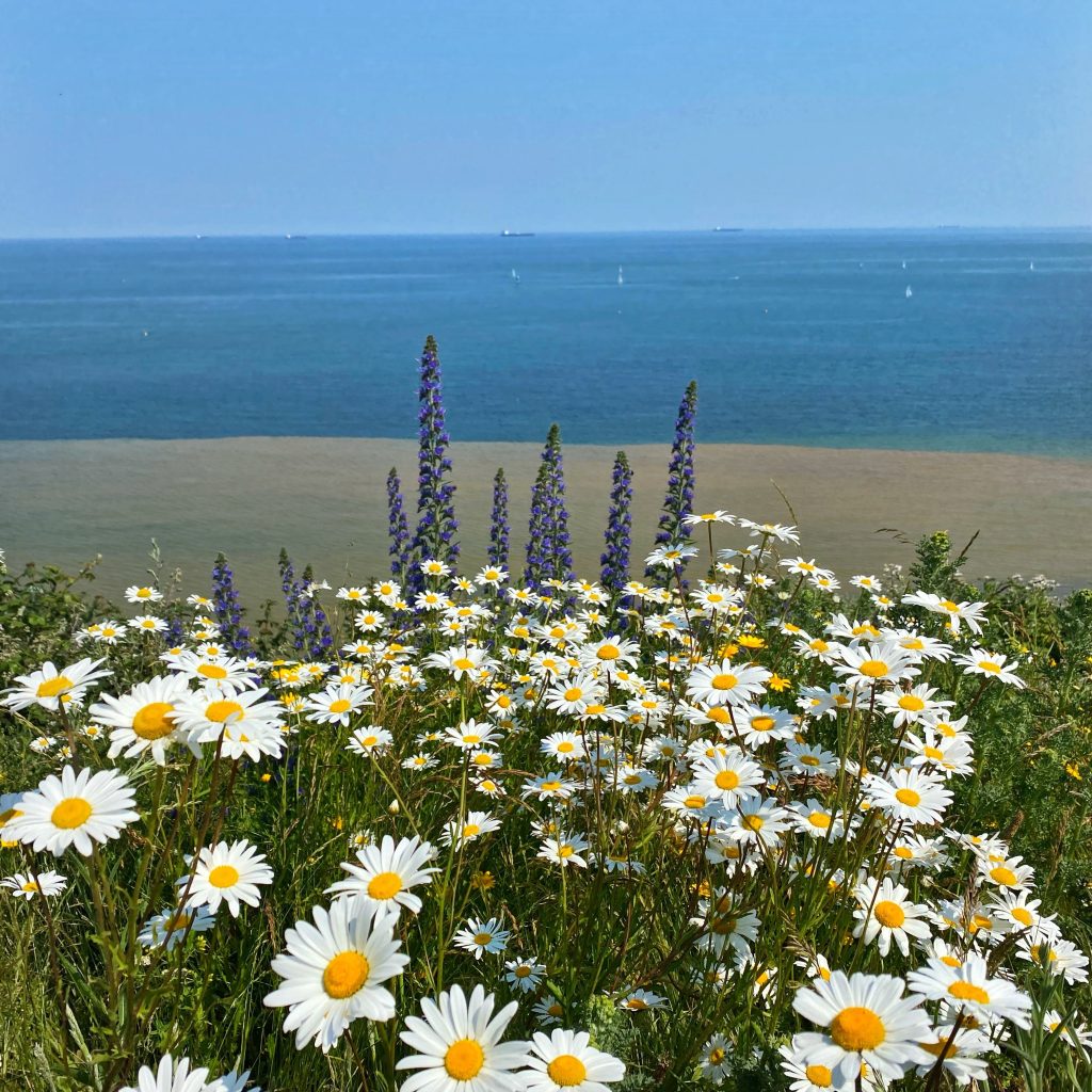 Daisies, sand and sea - Clifftop walk from Shanklin to Sandown on the Isle of Wight - thanks to Darragh Gray