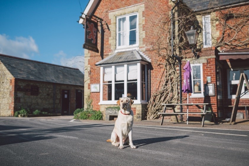 A labrador in front of a red brick pub