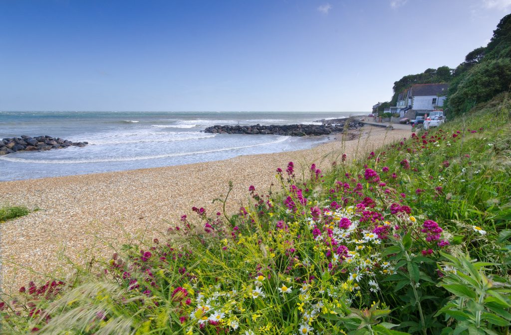 Wildflowers in the foreground give way to a sandy beach and blue skies, plus a white cottage