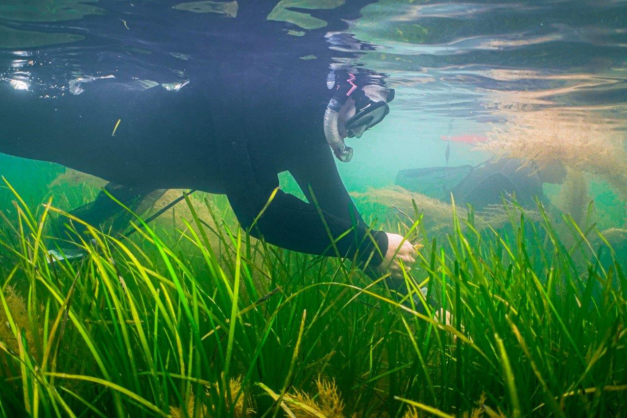 An underwater photo of a person in a wetsuit collecting seagrass - thanks to Luke Helmer