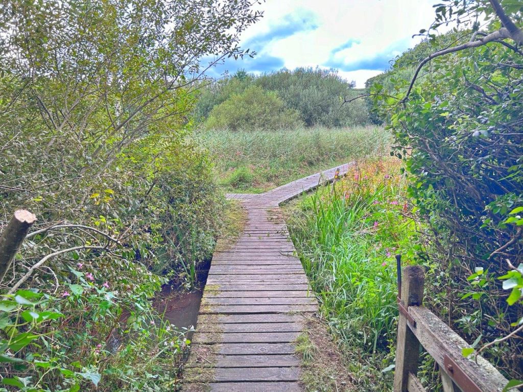 A wooden footpath through woodland