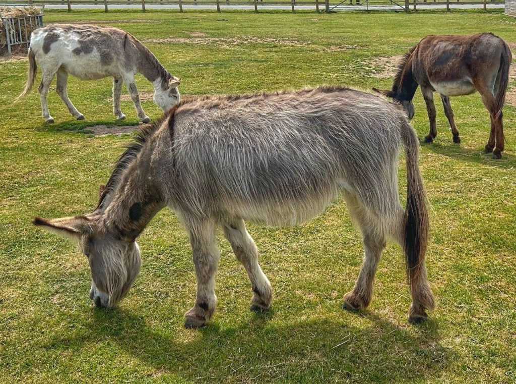 Three donkeys grazing in a field