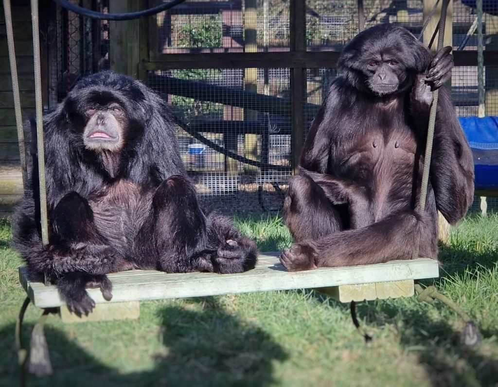 A pair of monkeys on a swing in a sanctuary