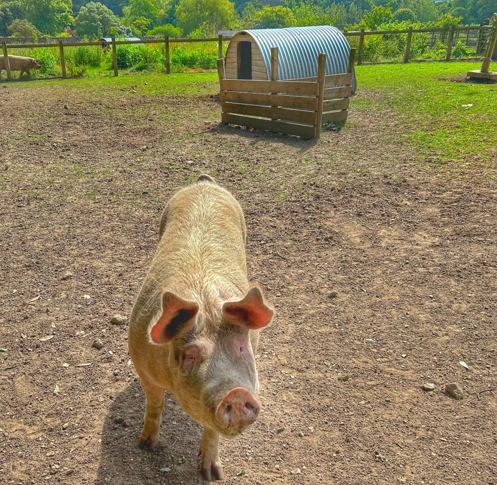 A pig in a paddock at a monastery