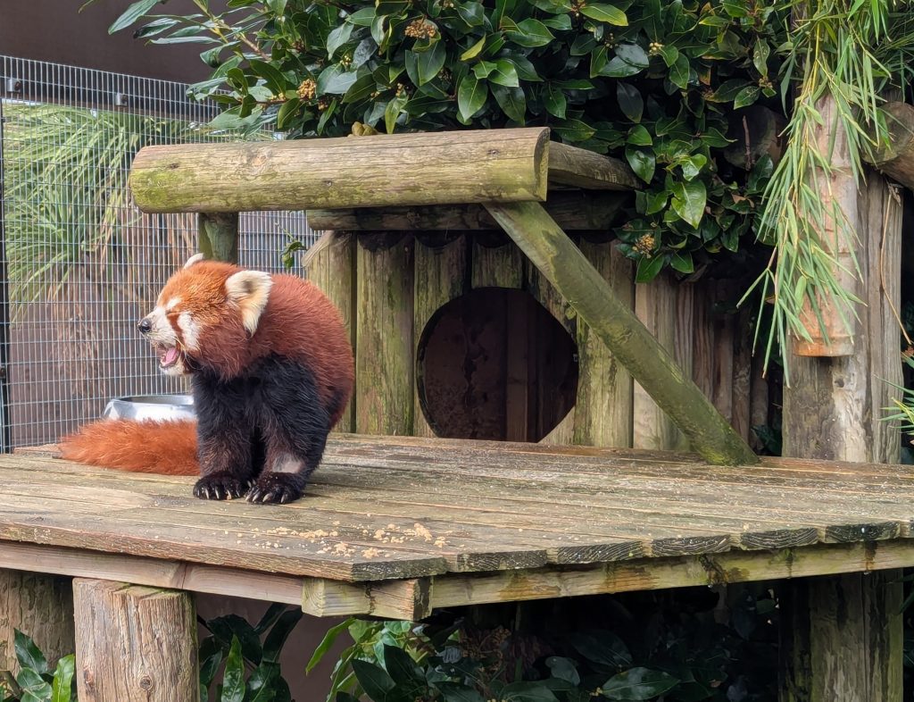 A red panda on a perch at Amazon World