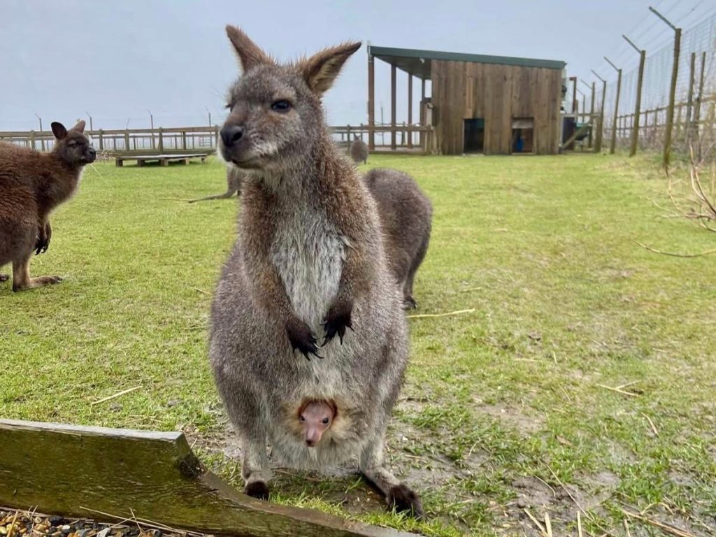 A wallaby in a paddock at a farm park