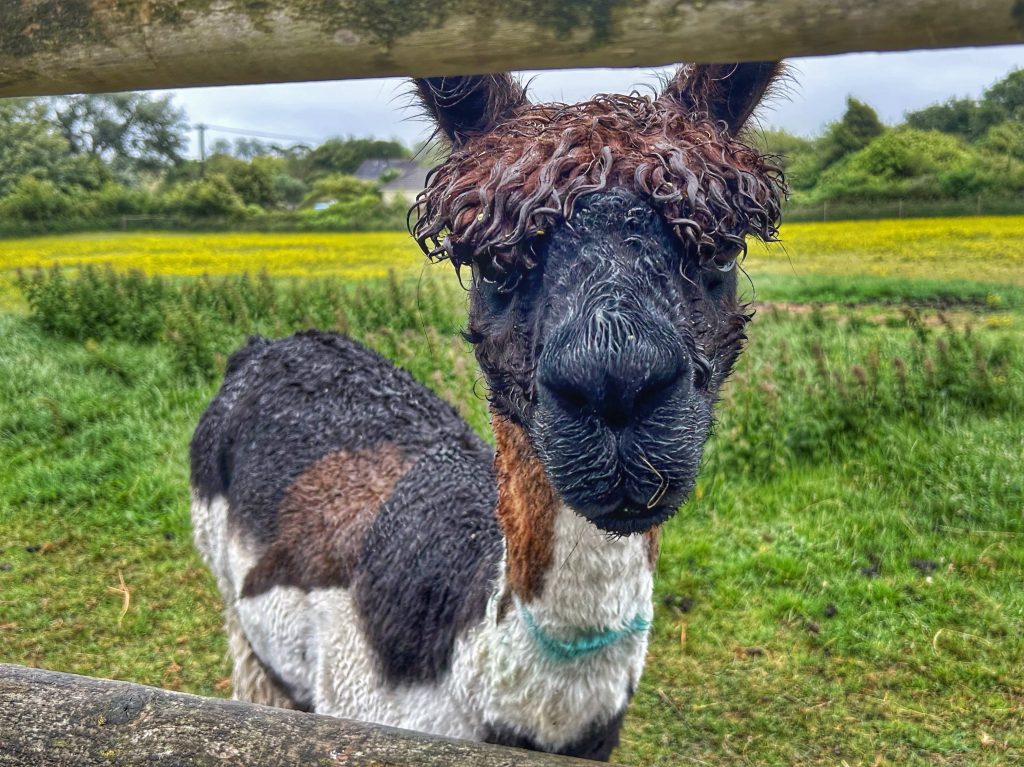 An alpaca poking its head through the fence at a farm