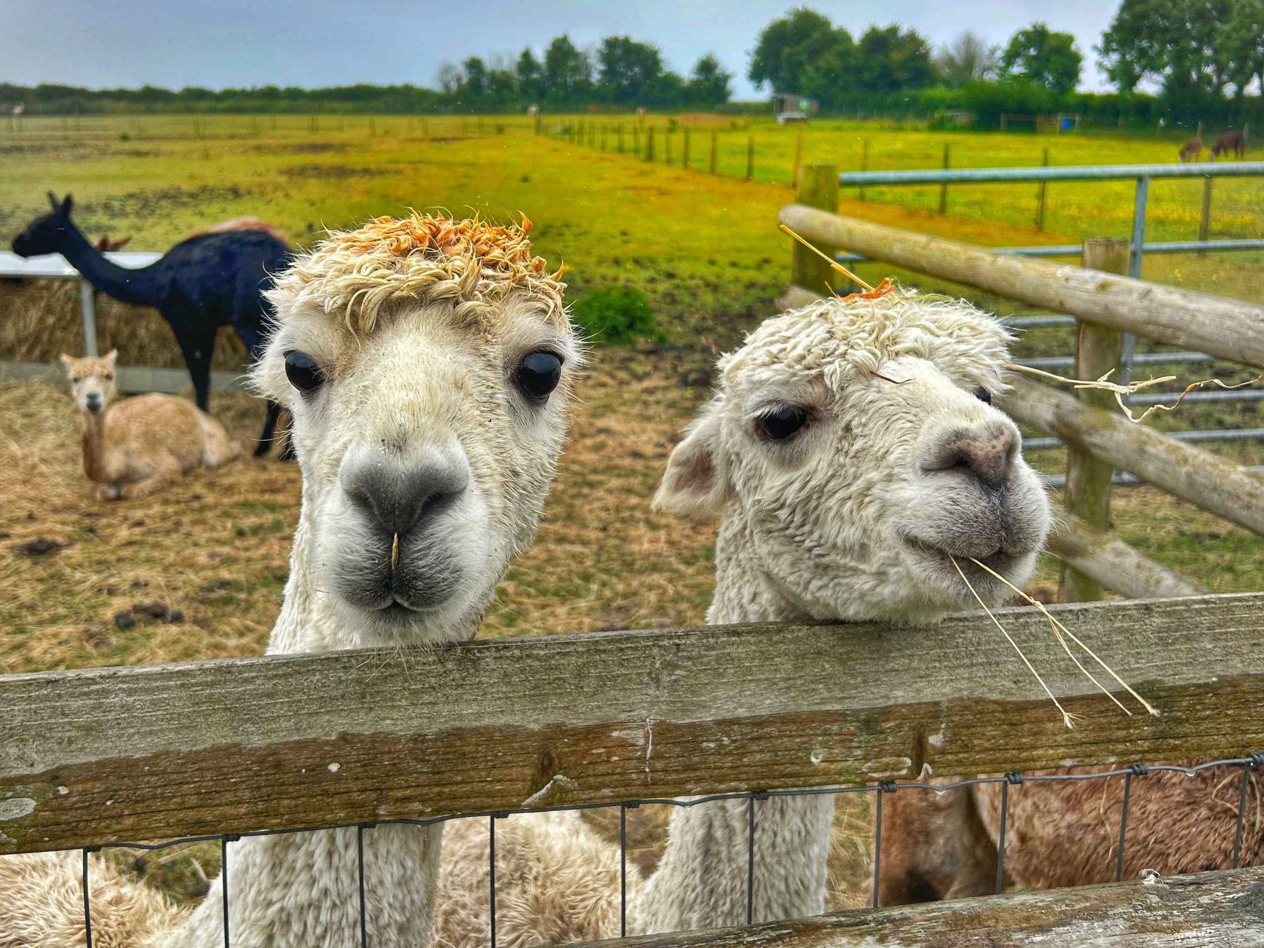 Two alpacas looking over a fence with other alpacas in the background