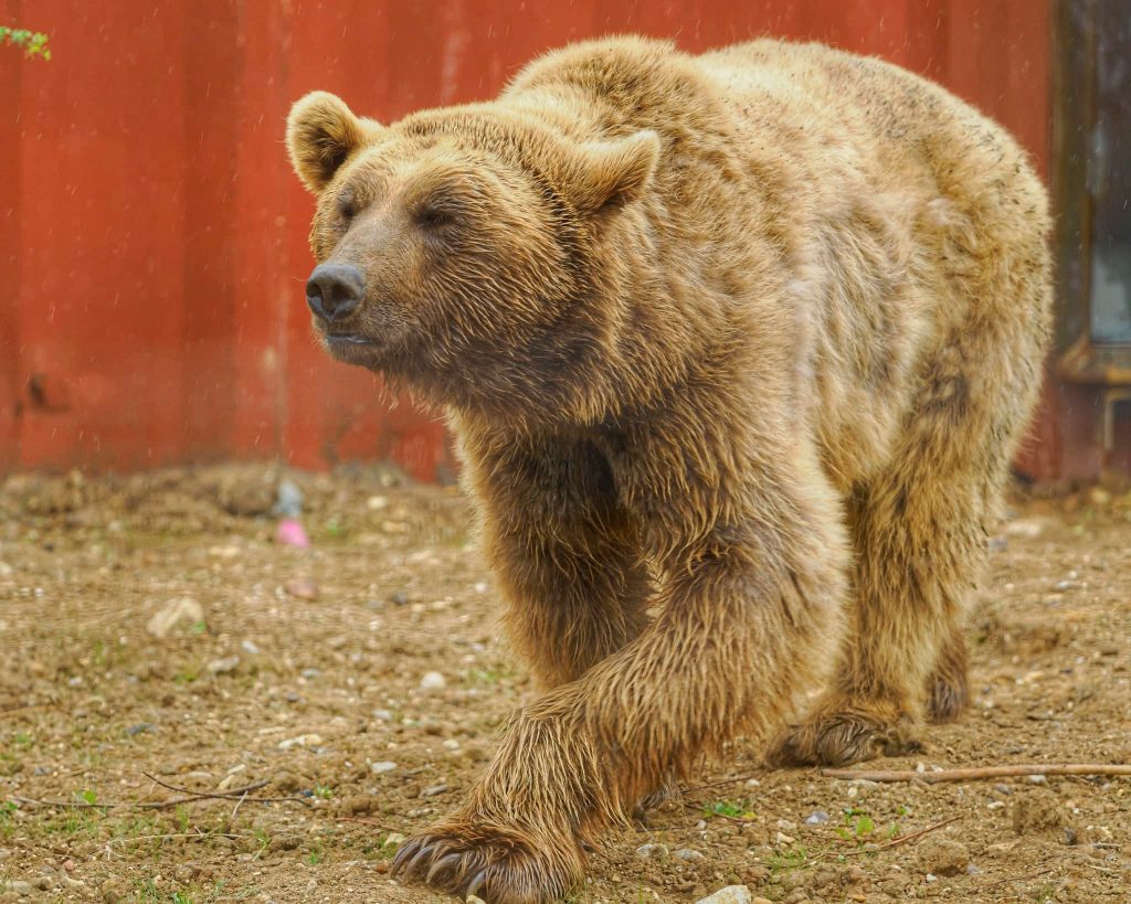 A brown bear walking inside an animal sanctuary