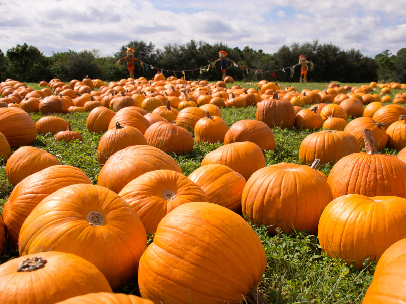 Rows and rows of pumkins on the grass with a backdrop of scarecrows and trees