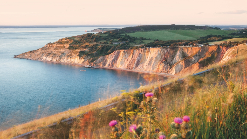 Golden and white cliffs curve around a calm bay, with green fields above and wildflowers in the foreground, lit by warm evening light.