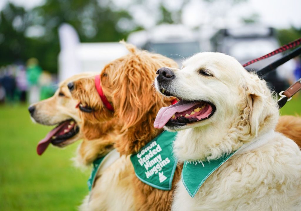Three dogs lined up next to each other, smiling with their tongues out.